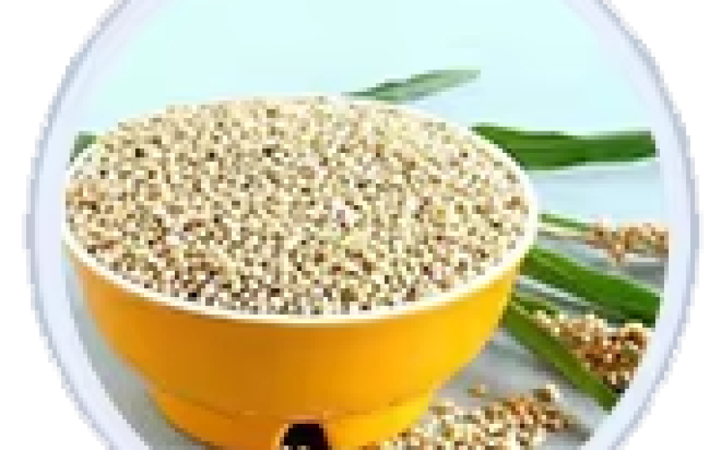 SORGHUM